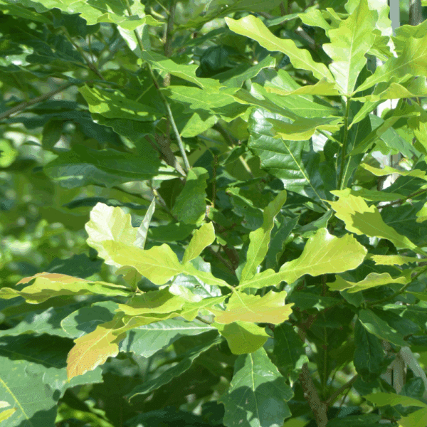 QUERCUS bicolor – Image 6