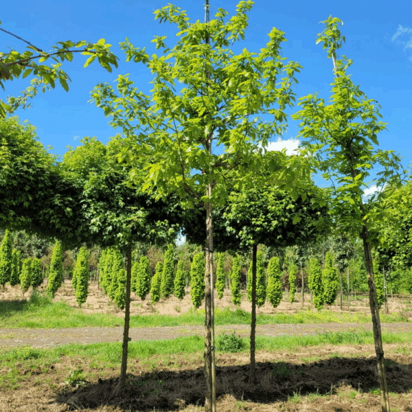 QUERCUS bicolor – Image 5