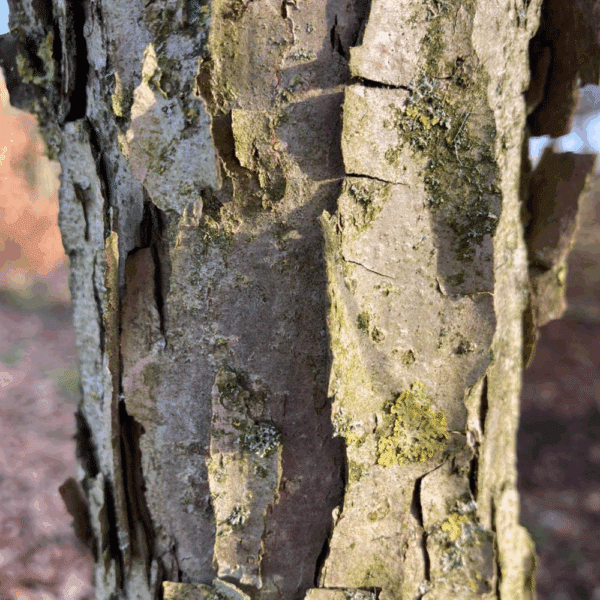 QUERCUS bicolor – Image 4