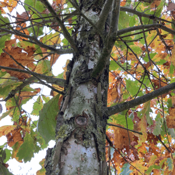 QUERCUS bicolor – Image 3