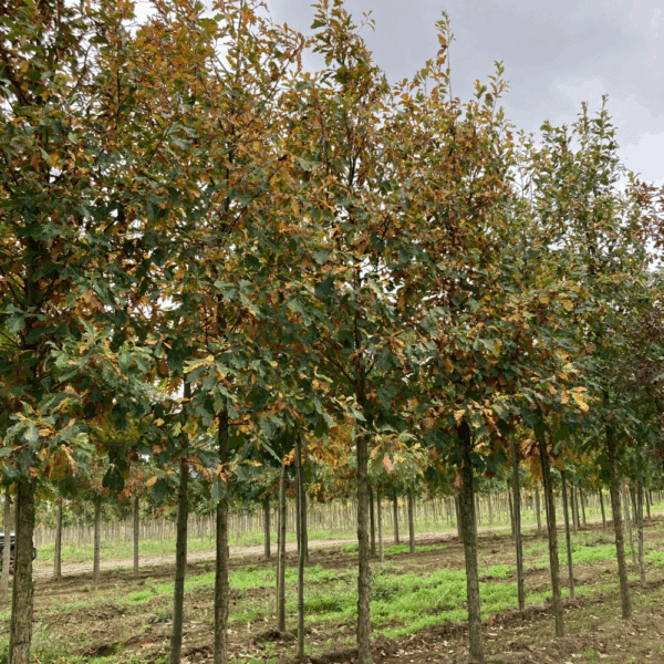 QUERCUS bicolor – Image 2