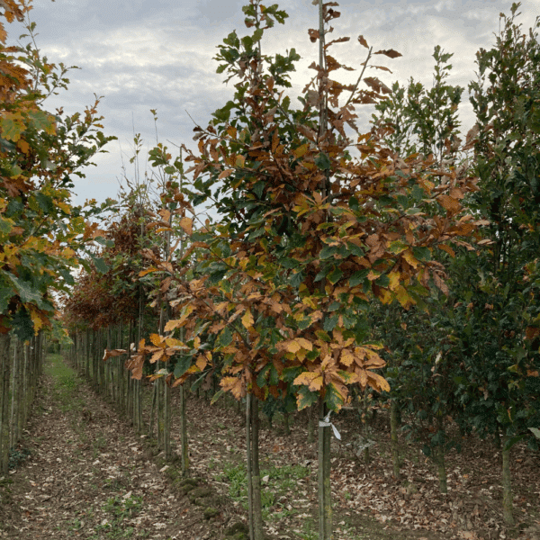 QUERCUS bicolor – Image 9
