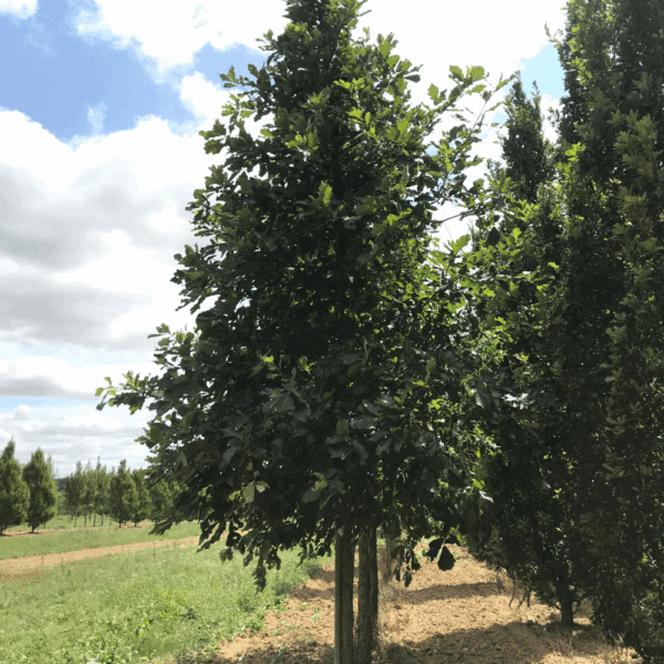 QUERCUS bicolor – Image 10