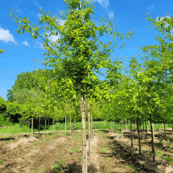 QUERCUS bicolor – Image 7