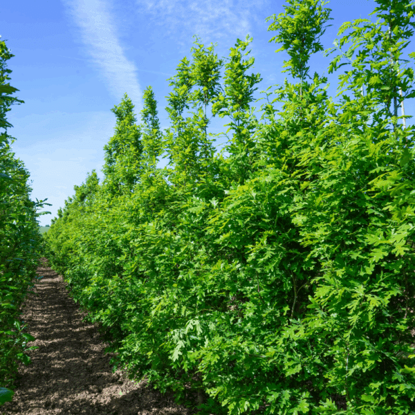 QUERCUS x bimundorum CRIMSON SPIRE® 'Crimschmidt' – Image 4