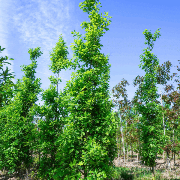 QUERCUS x bimundorum CRIMSON SPIRE® 'Crimschmidt' – Image 7