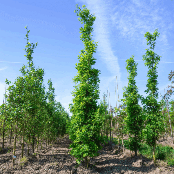 QUERCUS x bimundorum CRIMSON SPIRE® 'Crimschmidt' – Image 5