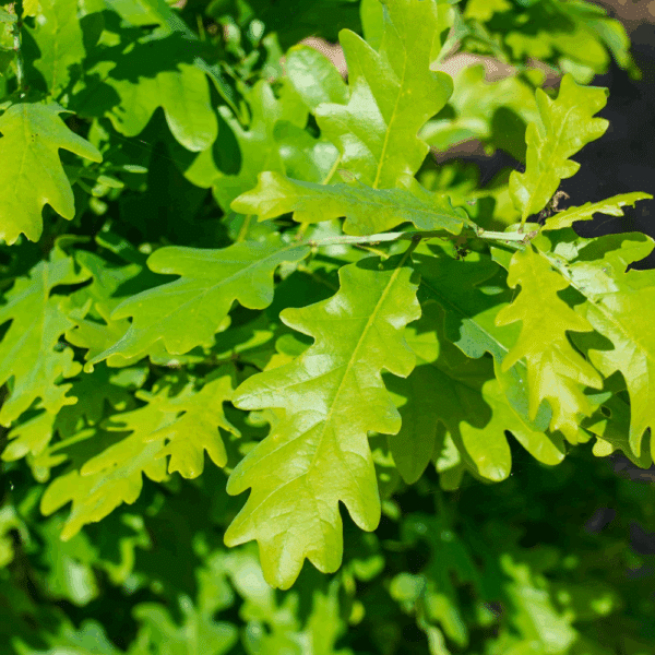 QUERCUS x bimundorum CRIMSON SPIRE® 'Crimschmidt' – Image 3