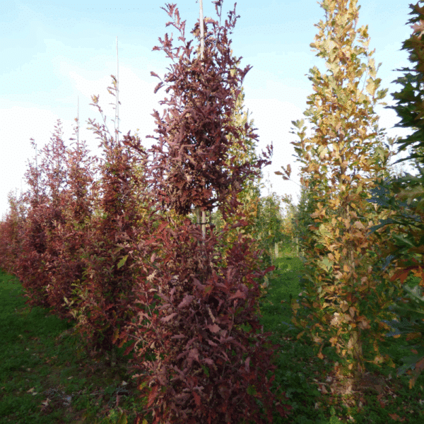 QUERCUS x bimundorum CRIMSON SPIRE® 'Crimschmidt' – Image 6