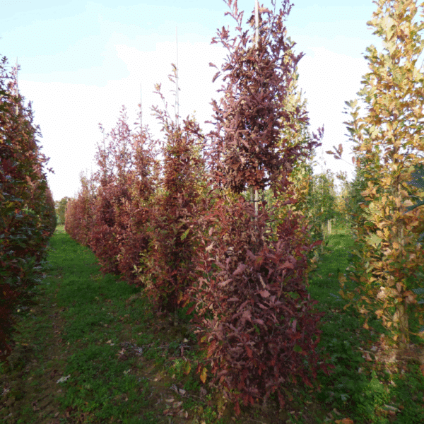 QUERCUS x bimundorum CRIMSON SPIRE® 'Crimschmidt' – Image 2