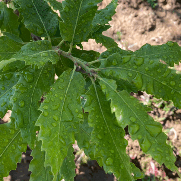 QUERCUS castaneifolia