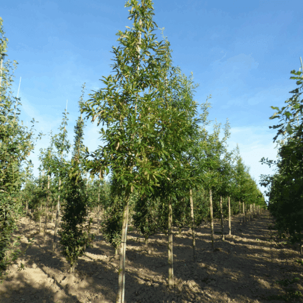 QUERCUS castaneifolia – Image 2