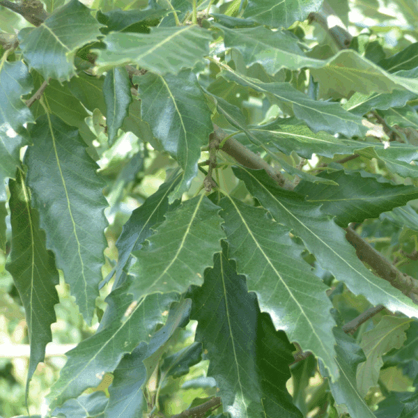QUERCUS castaneifolia 'Green Spire' – Image 3