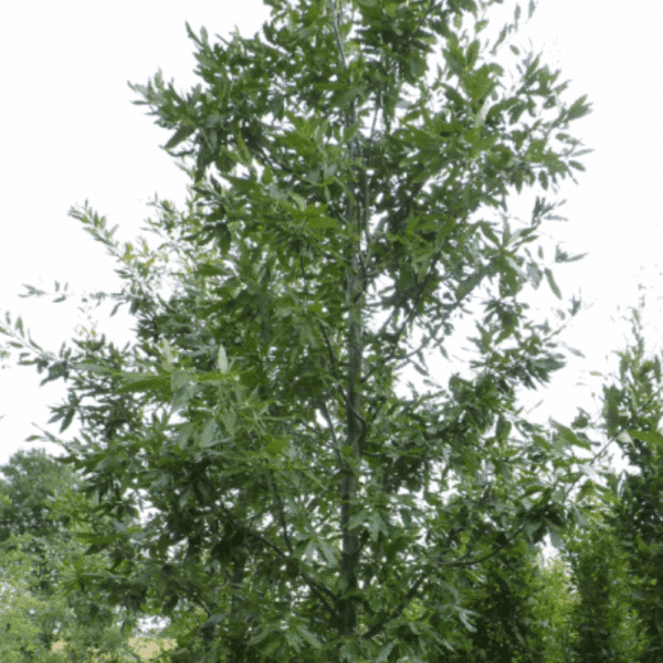 QUERCUS castaneifolia 'Green Spire' – Image 2