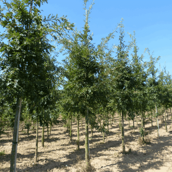 QUERCUS cerris – Image 7