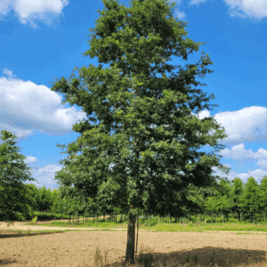 QUERCUS cerris