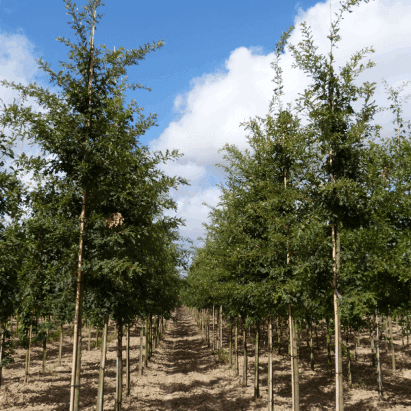 QUERCUS cerris – Image 6