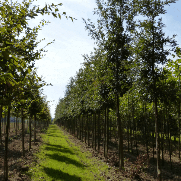 QUERCUS cerris – Image 5