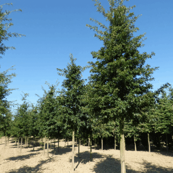 QUERCUS cerris – Image 4