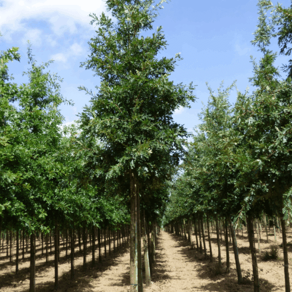 QUERCUS cerris – Image 3