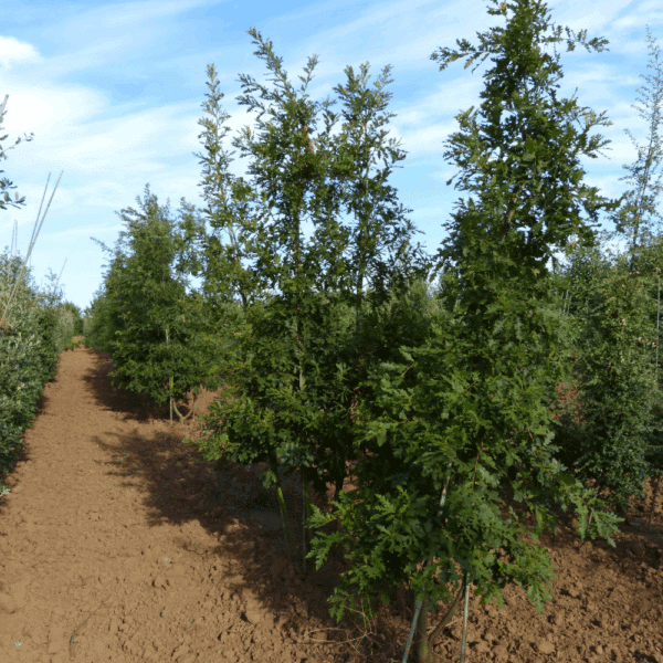 QUERCUS cerris – Image 2