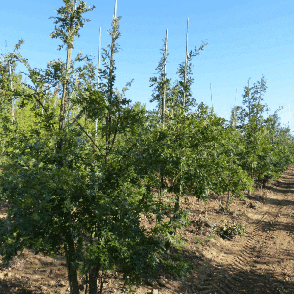 QUERCUS cerris – Image 8