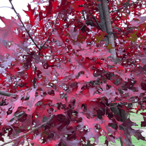 QUERCUS coccinea