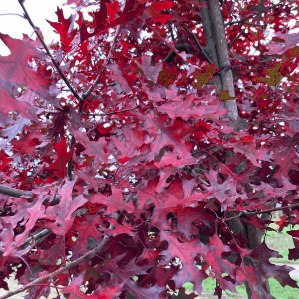 QUERCUS coccinea