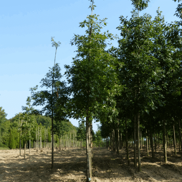 QUERCUS coccinea – Image 10