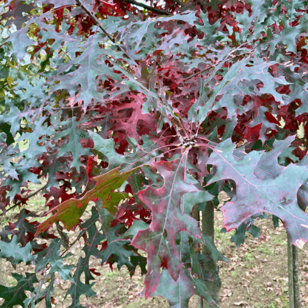 QUERCUS coccinea – Image 4