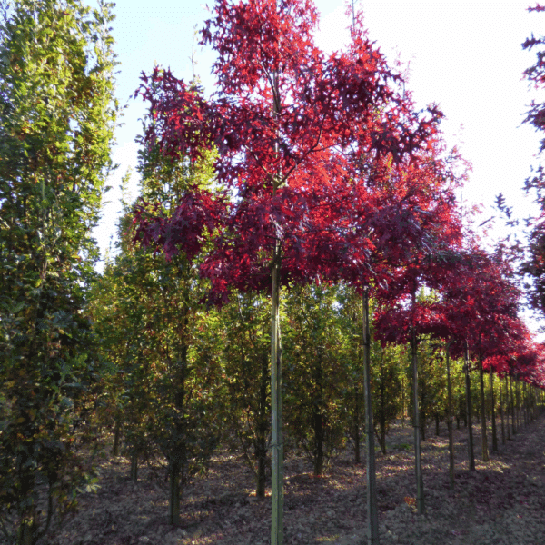 QUERCUS coccinea – Image 2