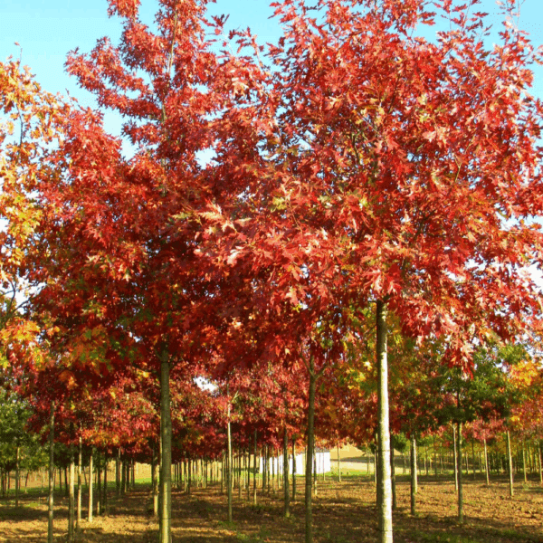 QUERCUS coccinea – Image 6