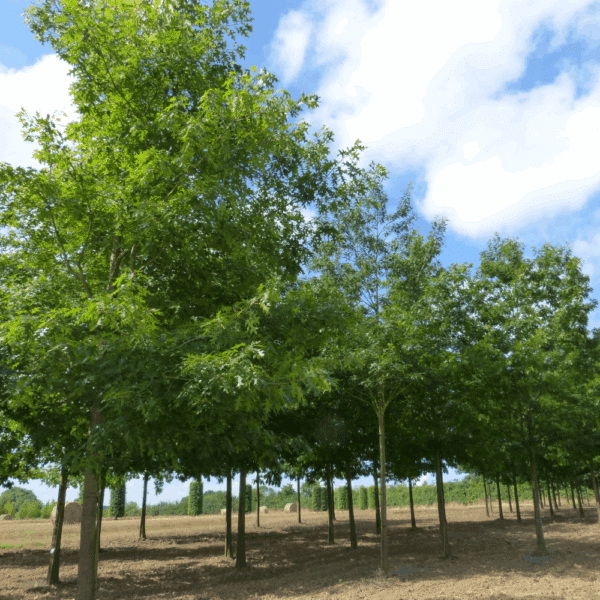 QUERCUS coccinea – Image 3
