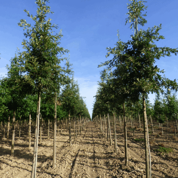 QUERCUS coccinea – Image 7