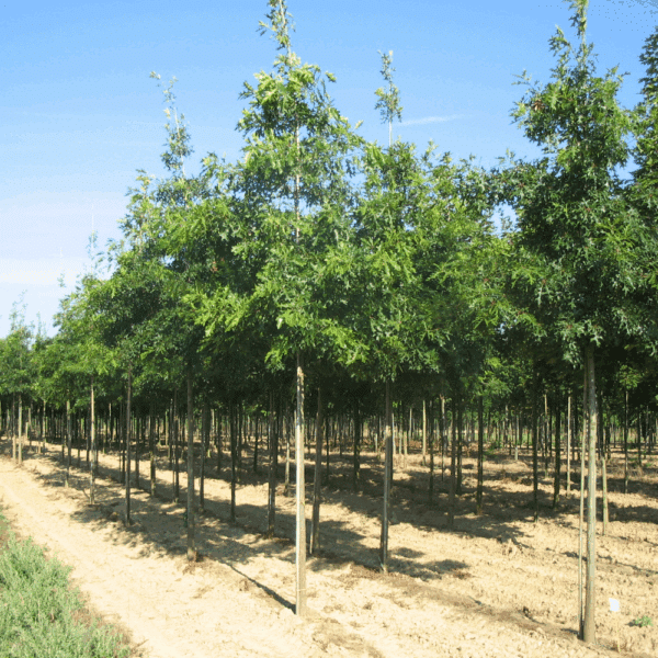 QUERCUS coccinea – Image 5