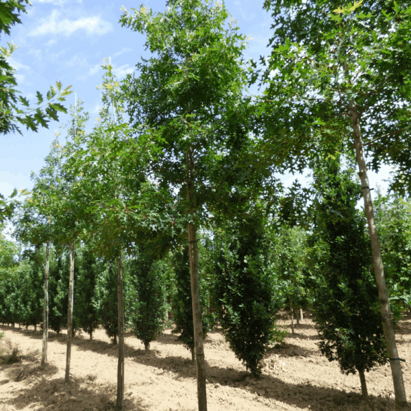 QUERCUS coccinea – Image 9