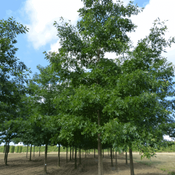 QUERCUS coccinea – Image 8