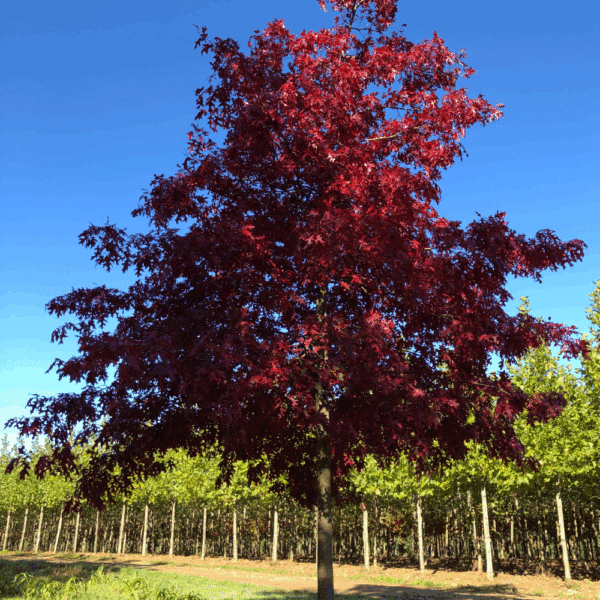 QUERCUS coccinea 'Splendens' – Image 2