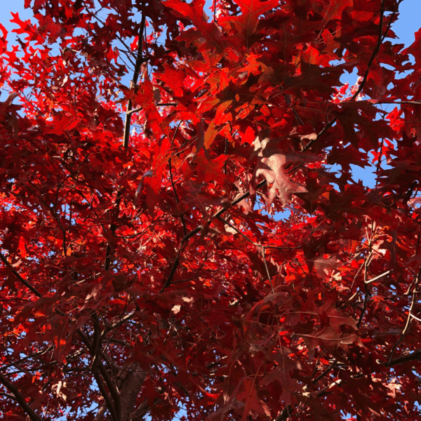 QUERCUS coccinea 'Splendens'