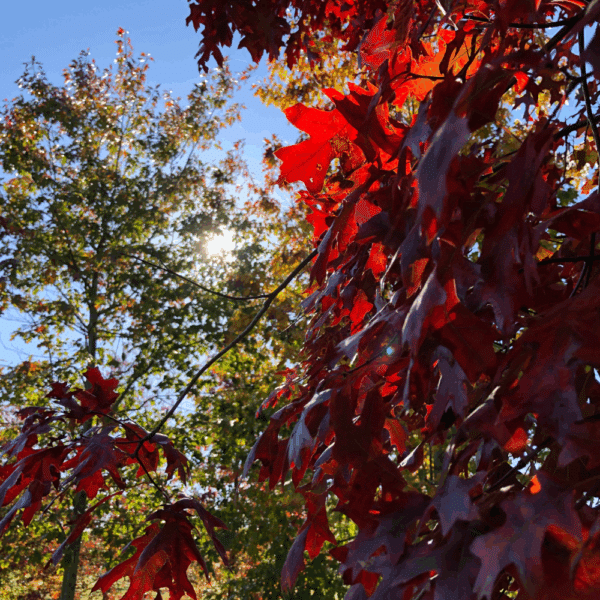 QUERCUS coccinea 'Splendens' – Image 6