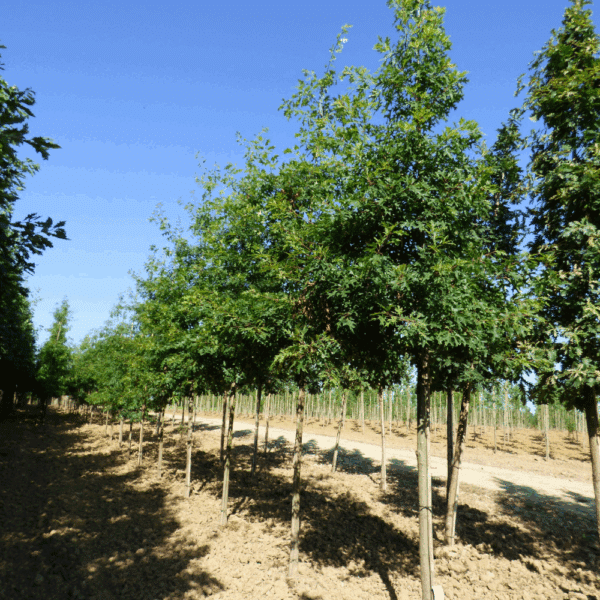 QUERCUS coccinea 'Splendens' – Image 5