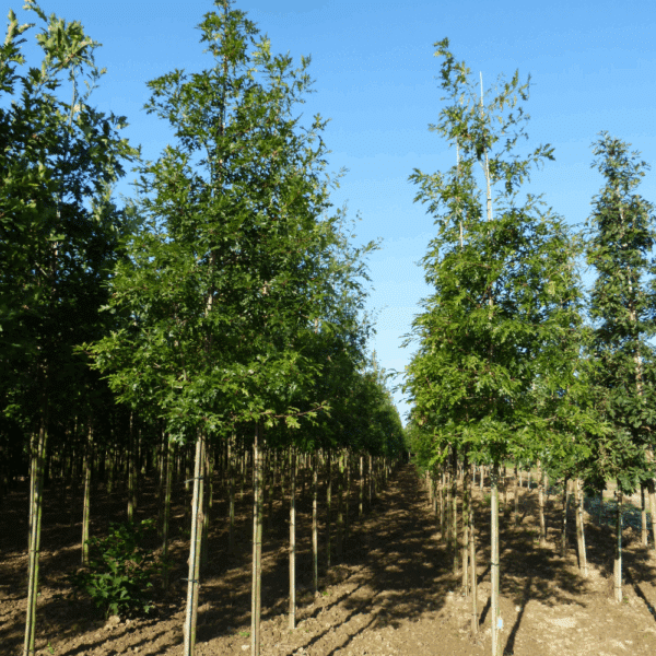 QUERCUS coccinea 'Splendens' – Image 4