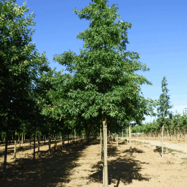 QUERCUS coccinea 'Splendens' – Image 3