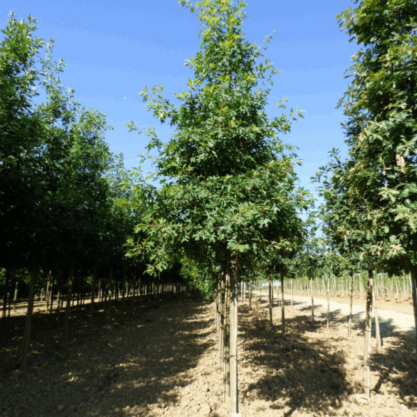 QUERCUS coccinea 'Splendens' – Image 7