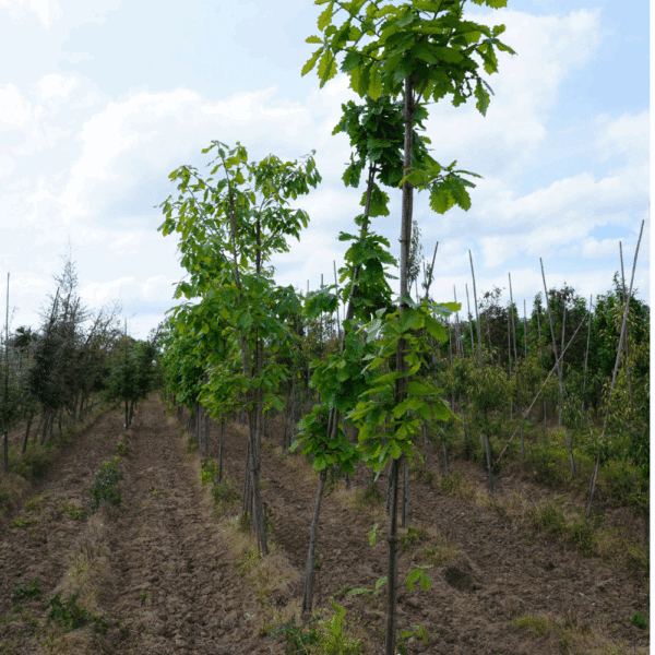 QUERCUS dentata – Image 4