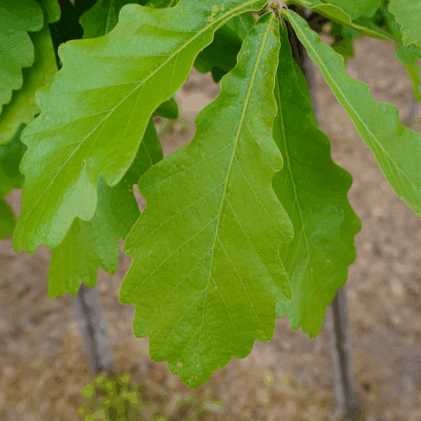 QUERCUS dentata – Image 3