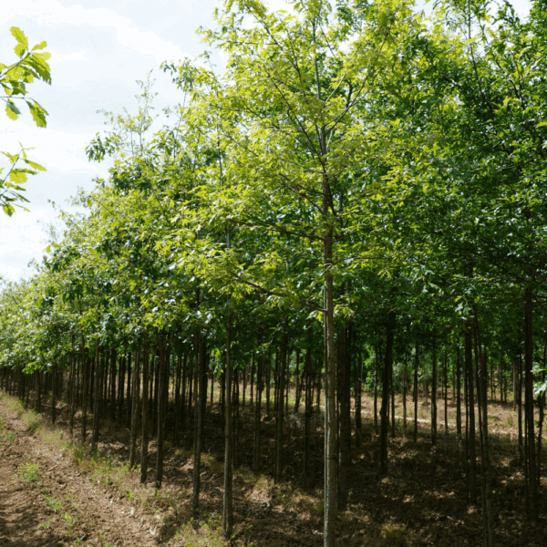 QUERCUS falcata – Image 4