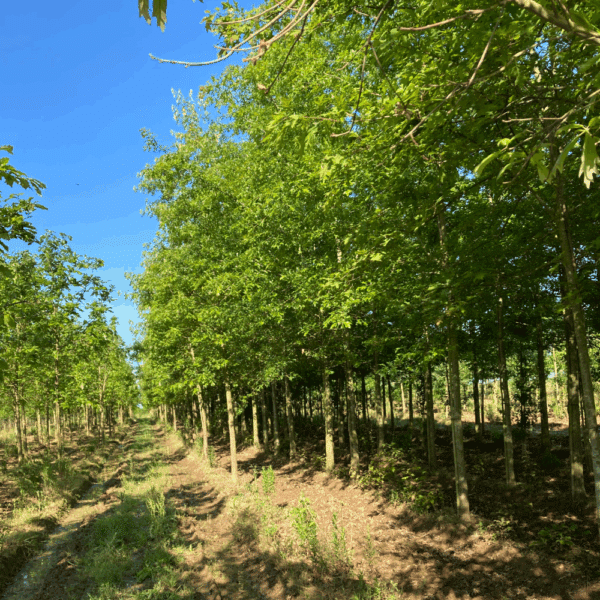 QUERCUS falcata – Image 2