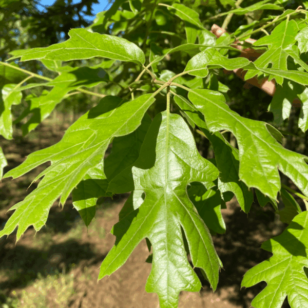 QUERCUS falcata – Image 3