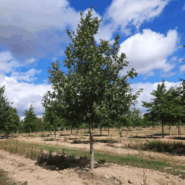 QUERCUS frainetto – Image 4